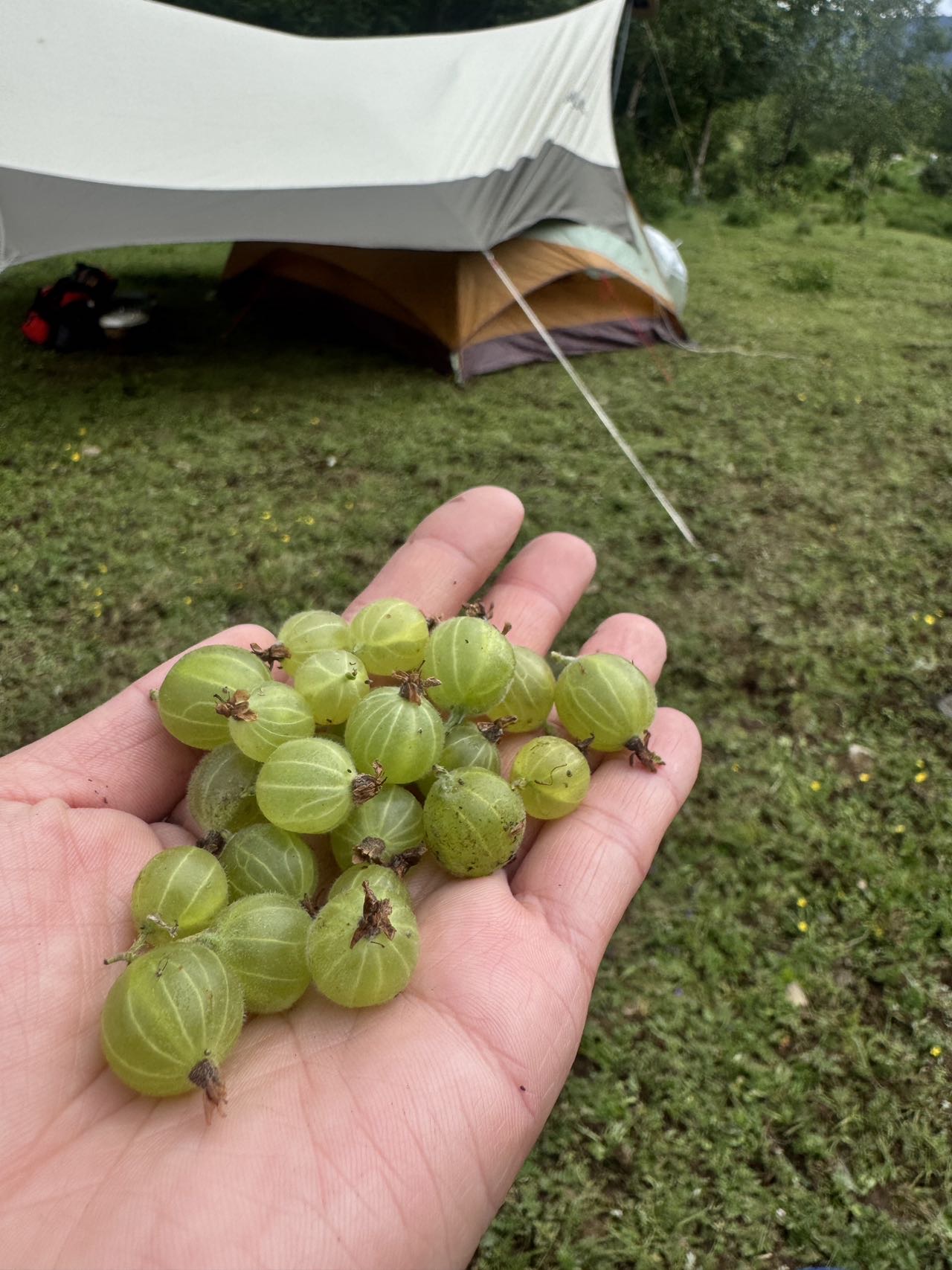 活动正文图片