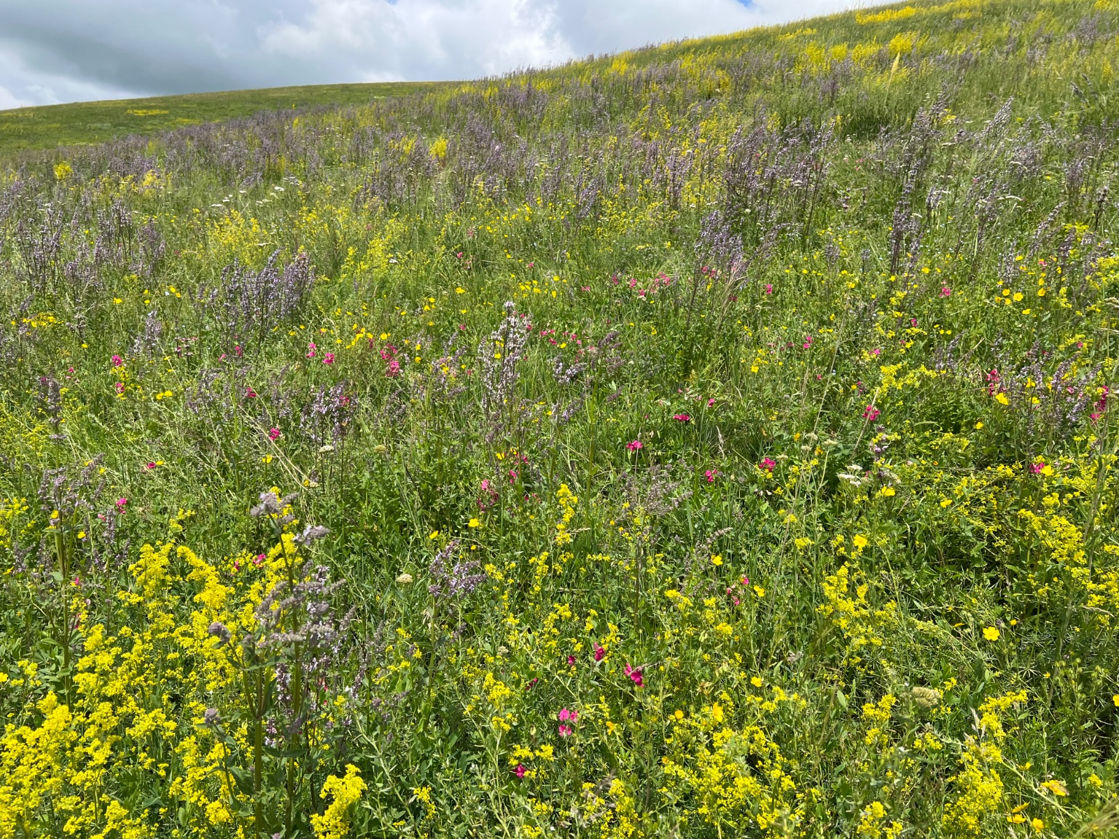 Tuohulasu Grassland