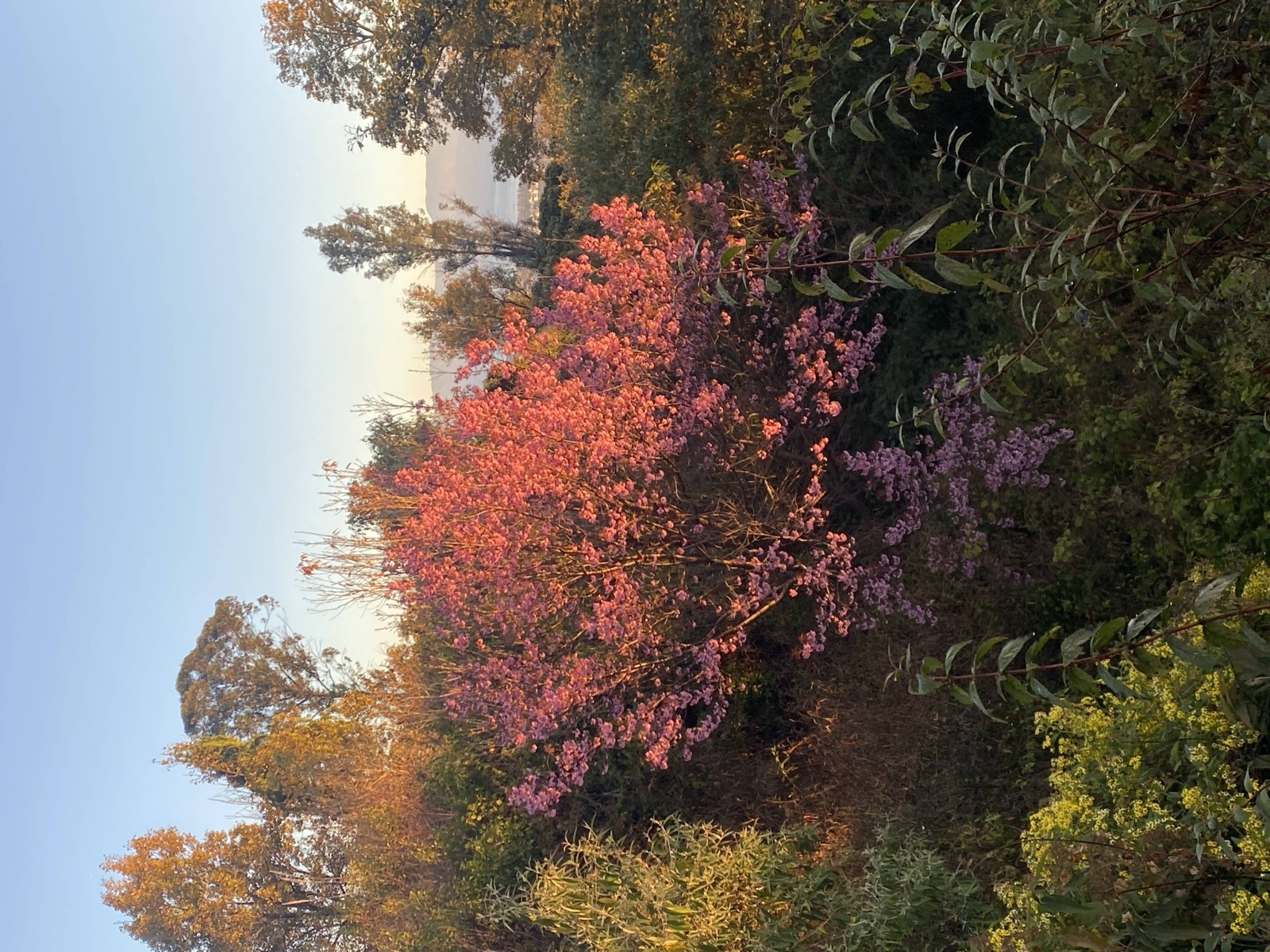 Hillside Village Tea Garden | Overlooking Dali's Sunrise and Sunset