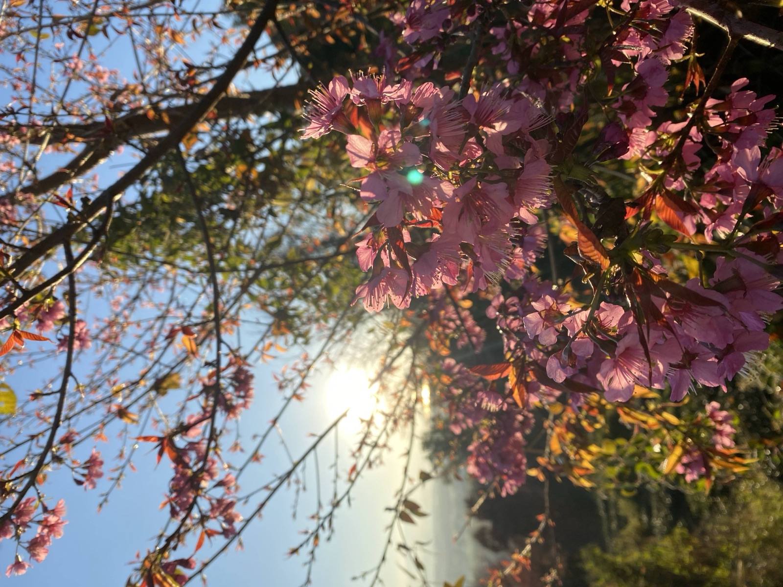 Hillside Village Tea Garden | Overlooking Dali's Sunrise and Sunset